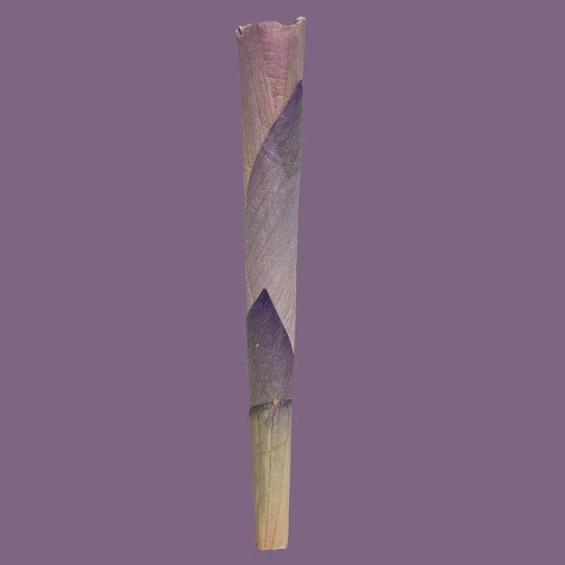 Blue Lotus Cone